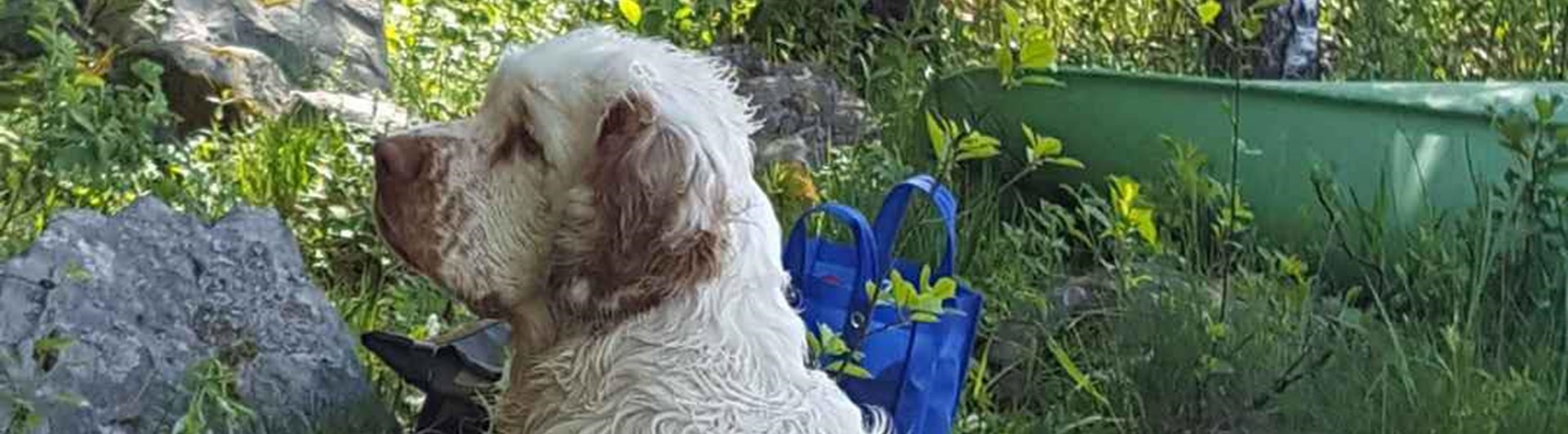 Hund som sitter vid skogen