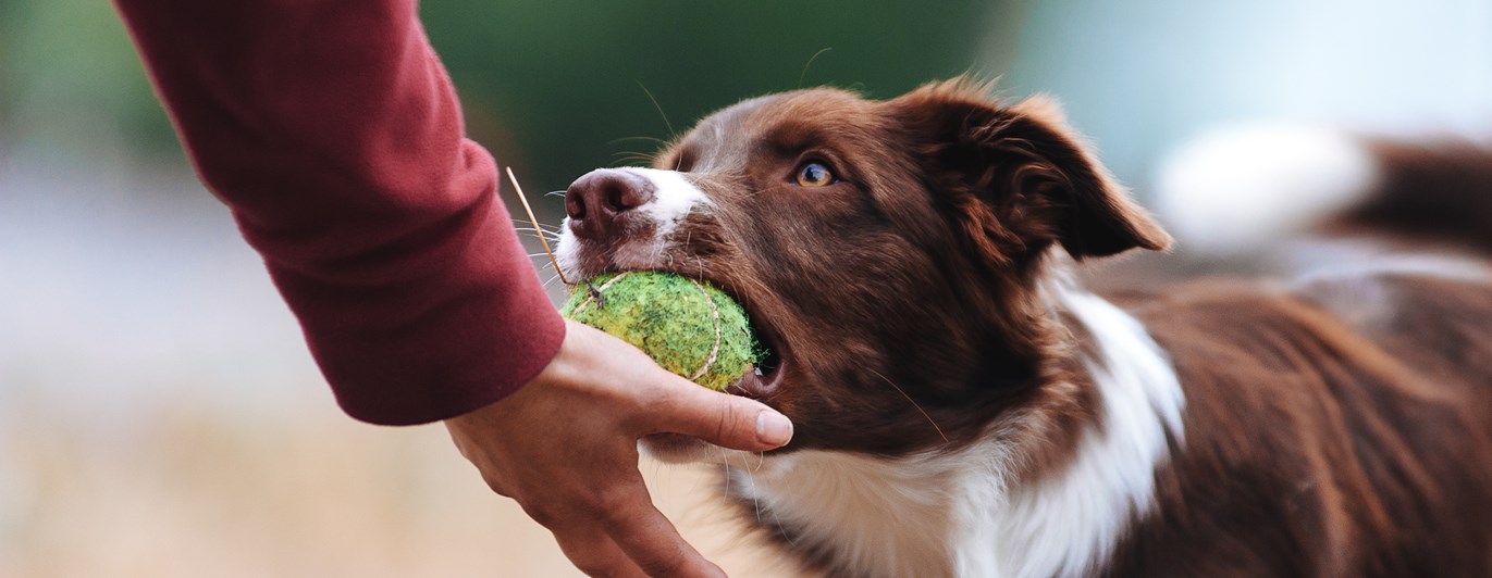 Aussie lämnar boll i handen