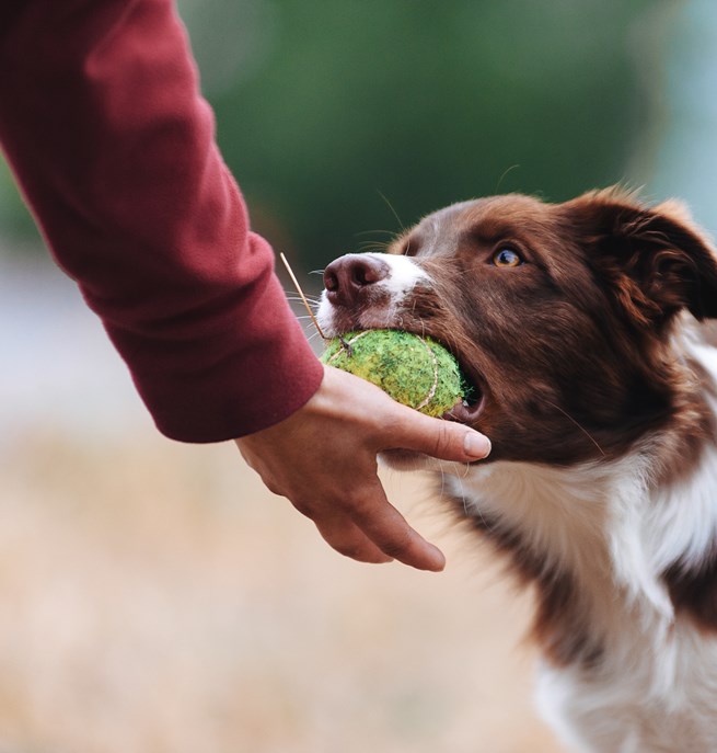 Aussie lämnar boll i handen