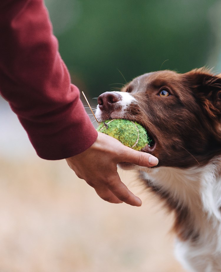 Aussie lämnar boll i handen
