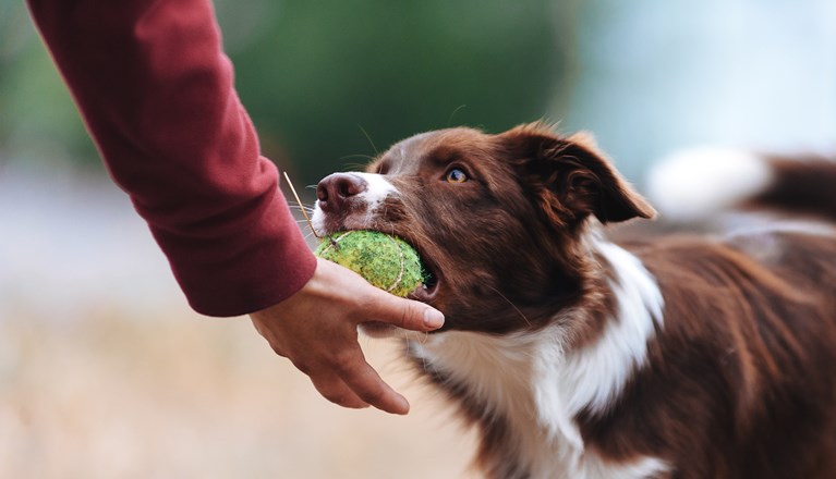 Aussie lämnar boll i handen