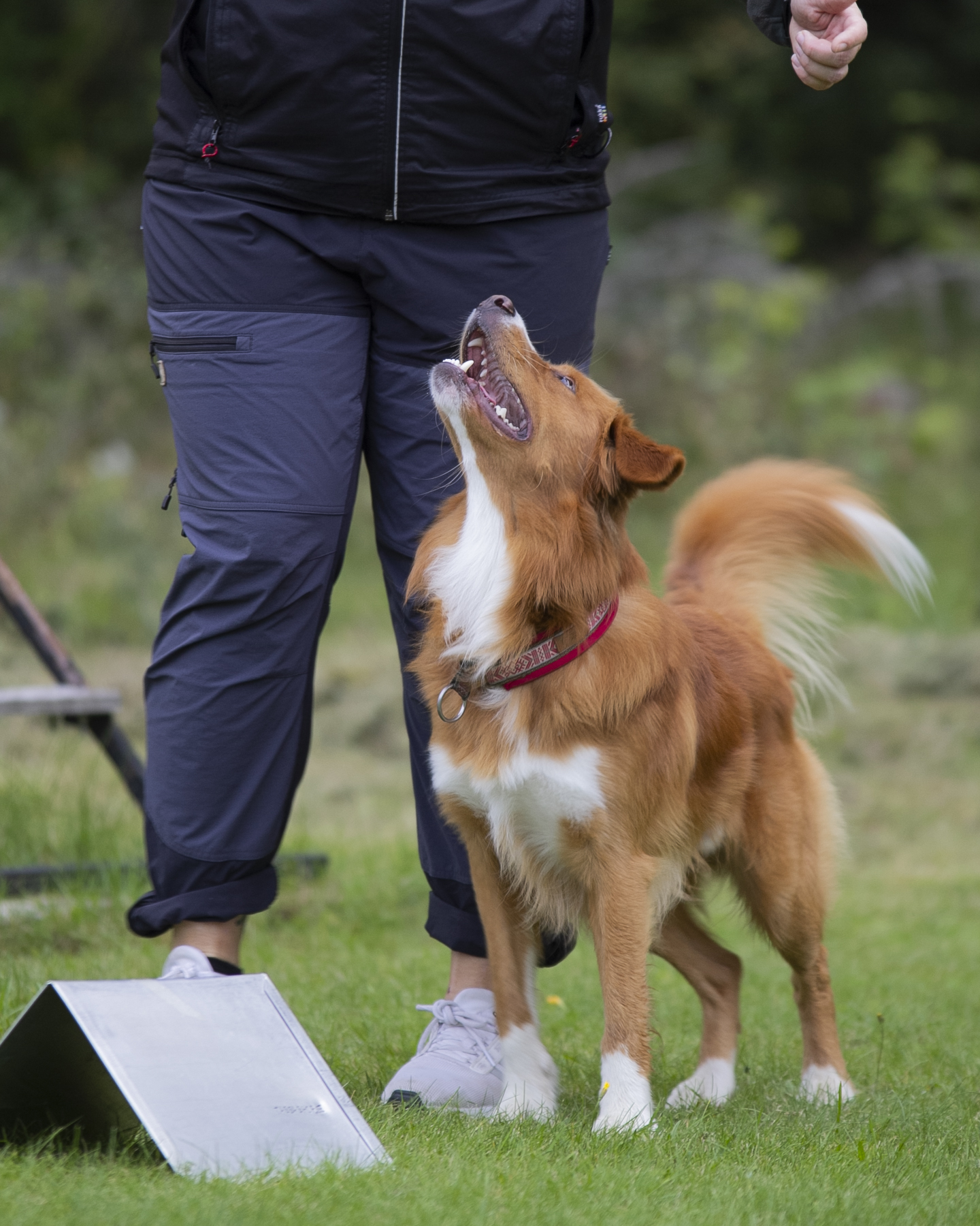 Rallylydnad Nedansiljans brukshundsklubb