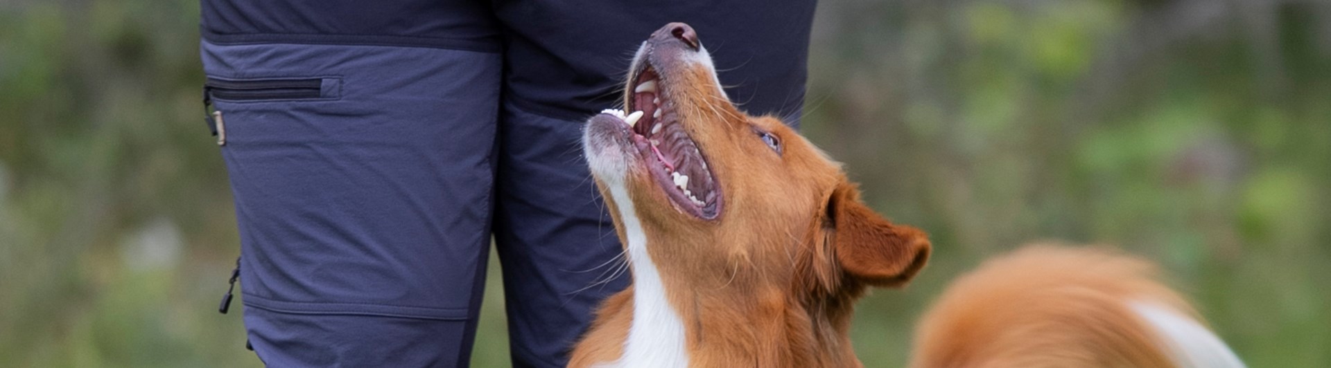Rallylydnad Nedansiljans brukshundsklubb