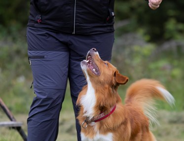 Rallylydnad Nedansiljans brukshundsklubb