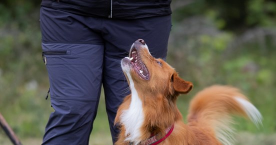 Rallylydnad Nedansiljans brukshundsklubb