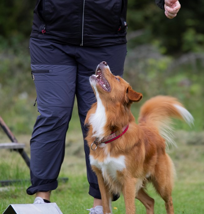 Rallylydnad Nedansiljans brukshundsklubb