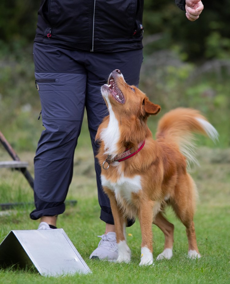 Rallylydnad Nedansiljans brukshundsklubb