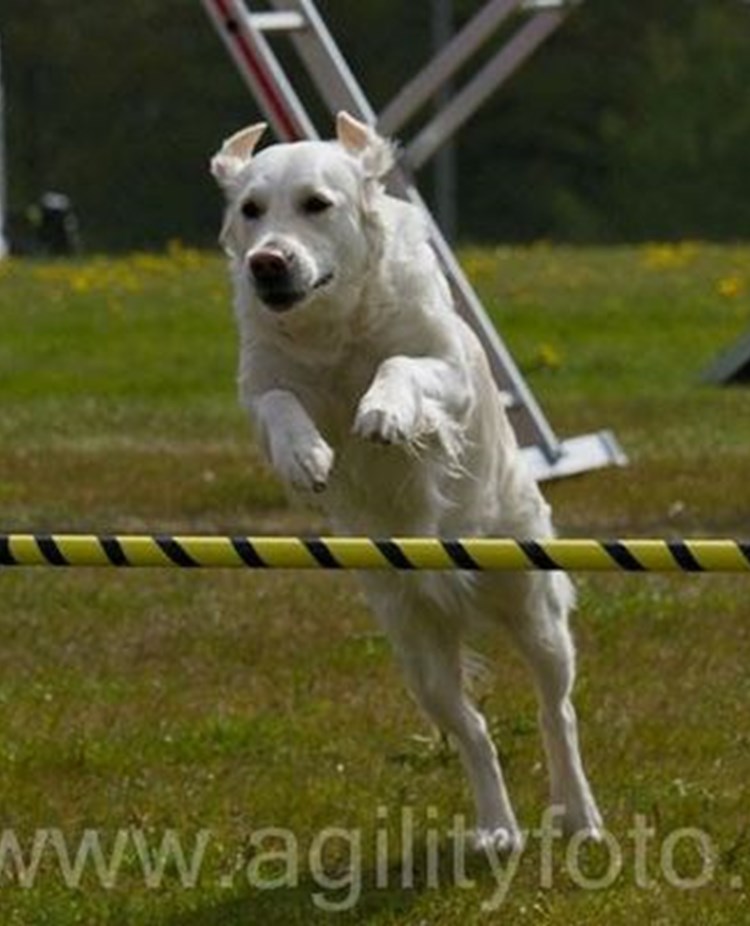 Agilityhund