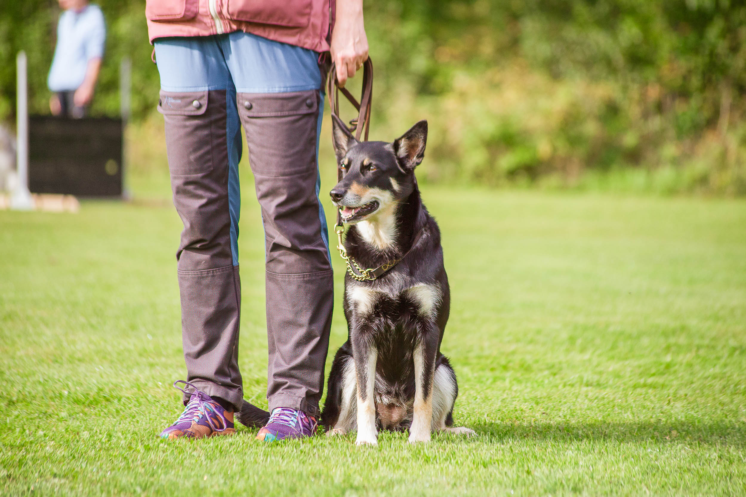 Hund och människa