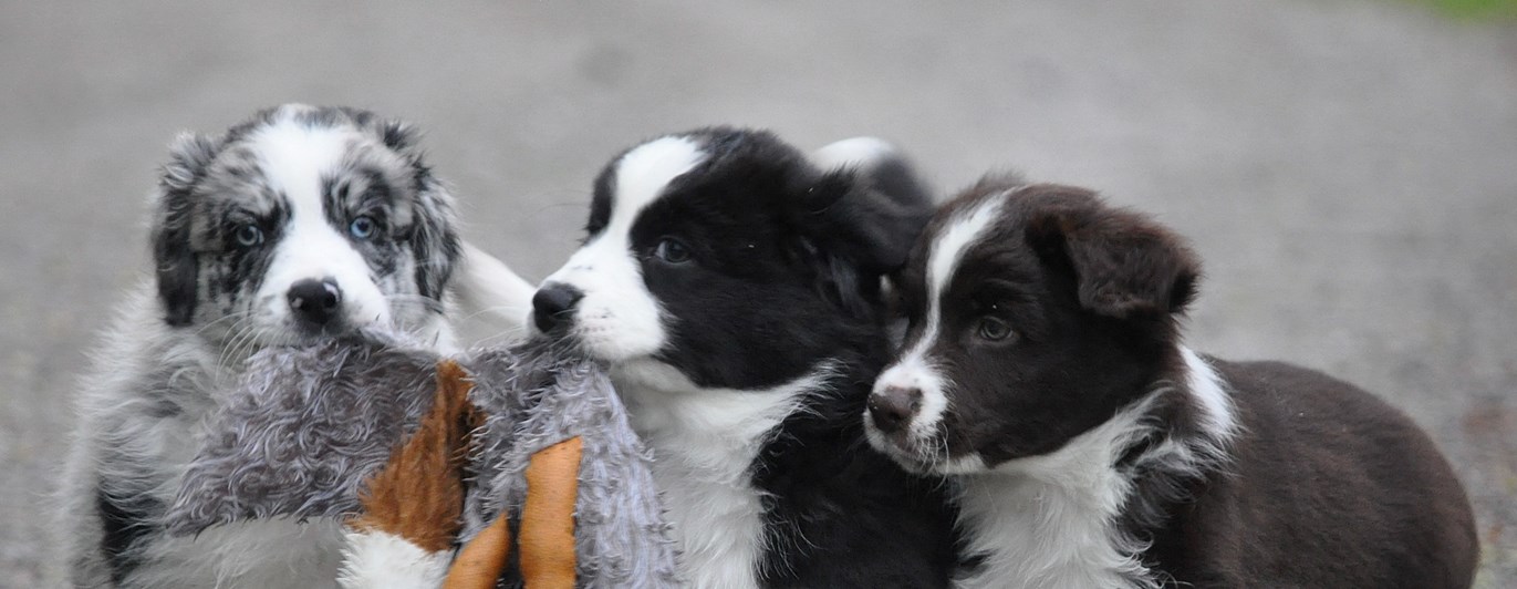 Tre aussievalpar bär på leksak
Foto: Tina Johansson