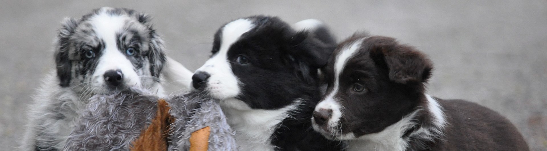 Tre aussievalpar bär på leksak
Foto: Tina Johansson