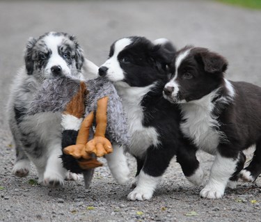 Tre aussievalpar bär på leksak
Foto: Tina Johansson