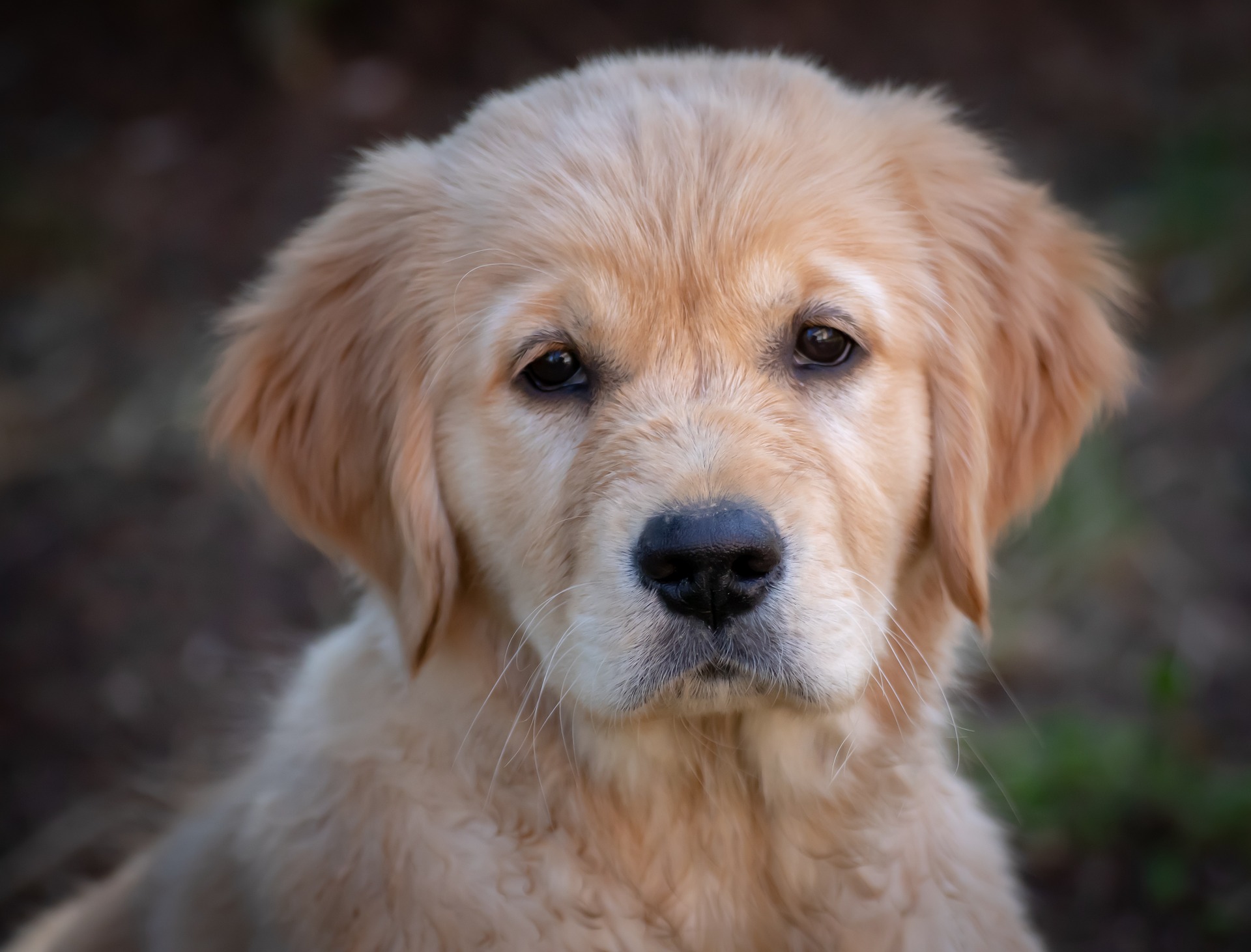 Golden retriever valp