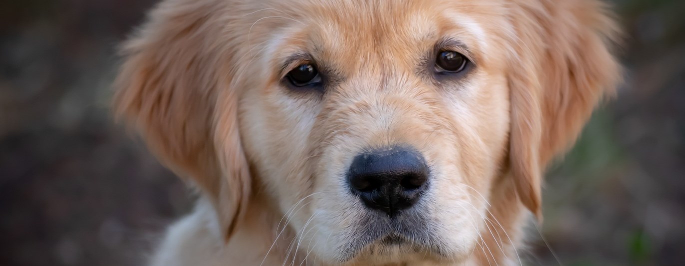 Golden retriever valp