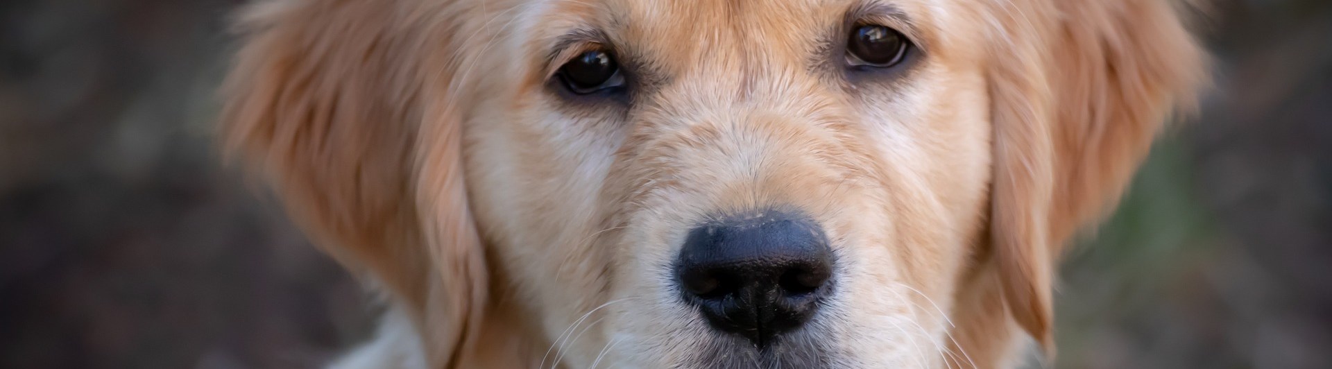 Golden retriever valp