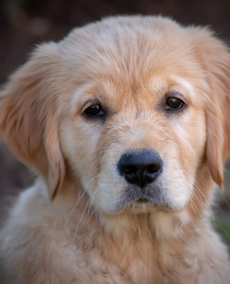 Golden retriever valp