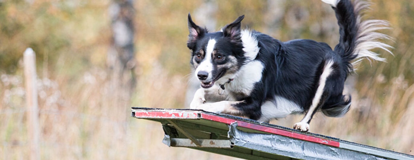 Bordercollie hoppar över hinder