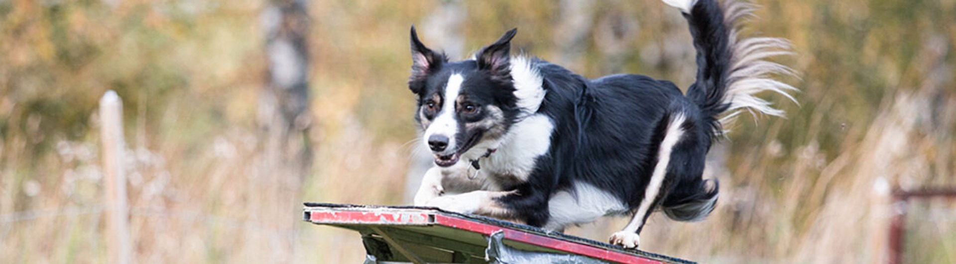 Bordercollie hoppar över hinder