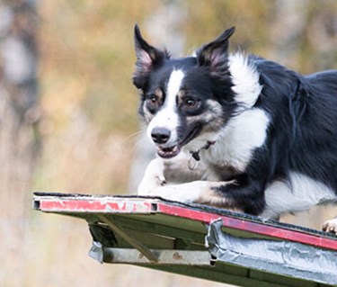 Bordercollie hoppar över hinder