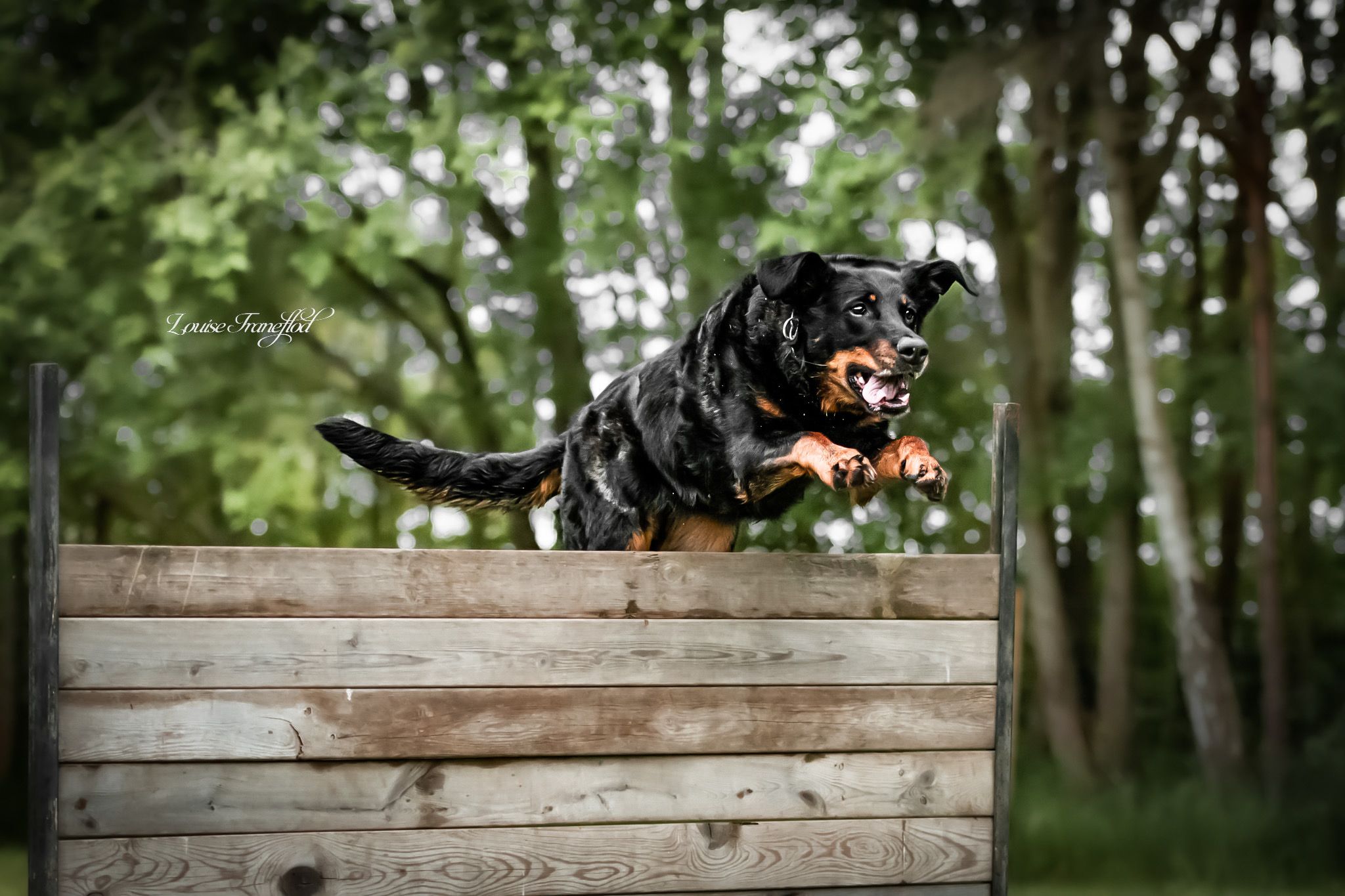 Hund hoppar över trähinder