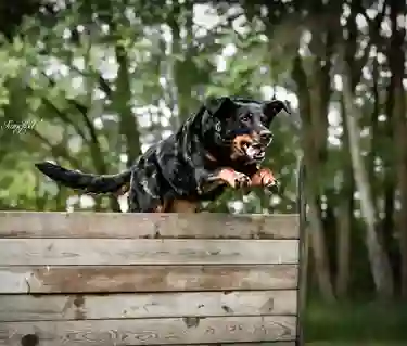 Hund hoppar över trähinder