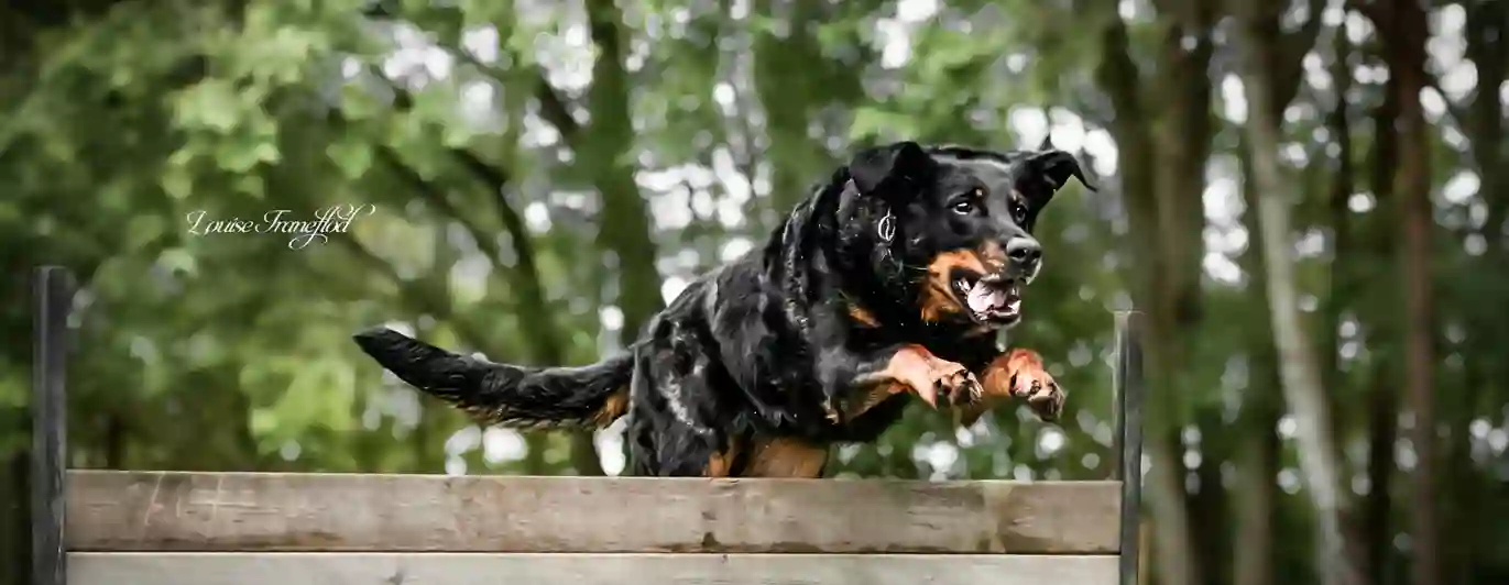 Hund hoppar över trähinder