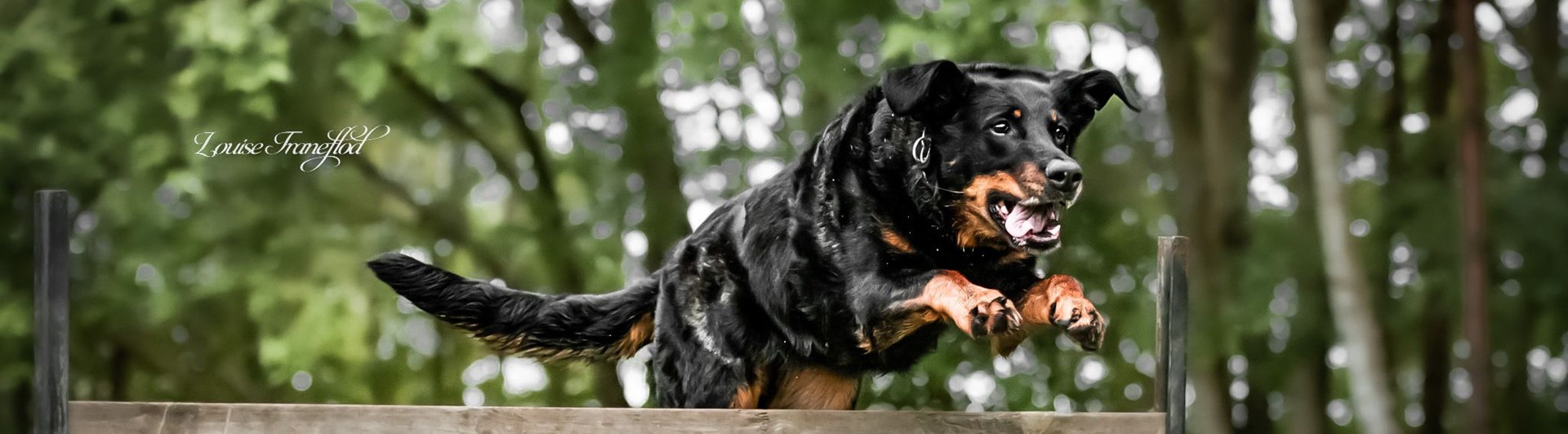 Hund hoppar över trähinder
