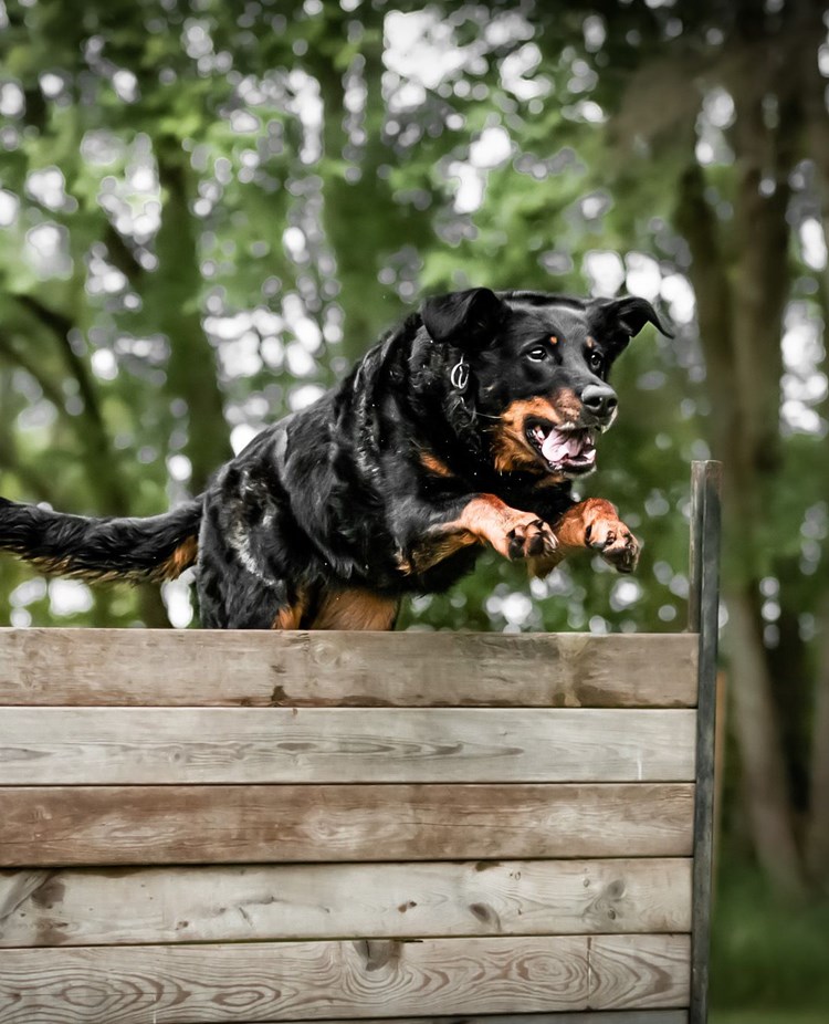 Hund hoppar över trähinder