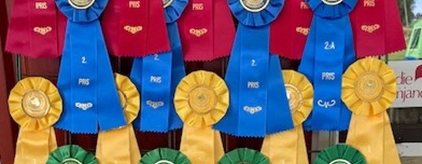 Rosetter för hundutställning