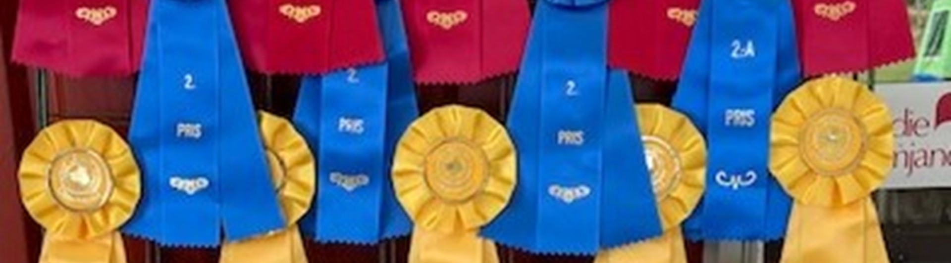 Rosetter för hundutställning