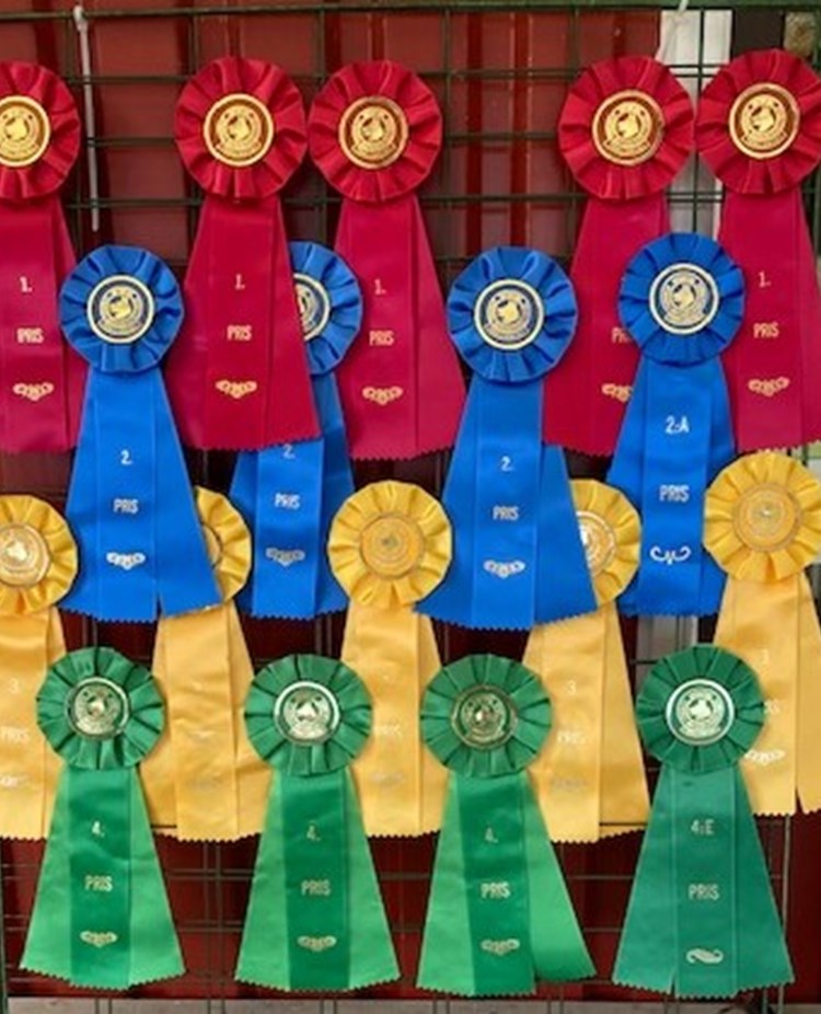 Rosetter för hundutställning