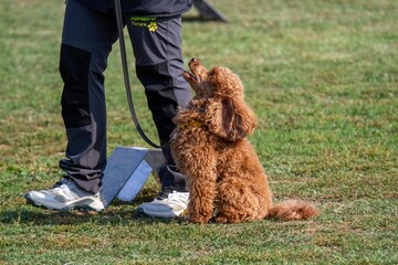 Rallylydnad med pudel