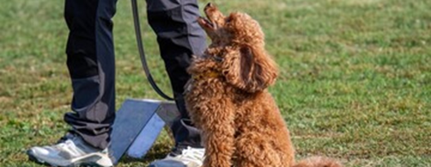 Rallylydnad med pudel