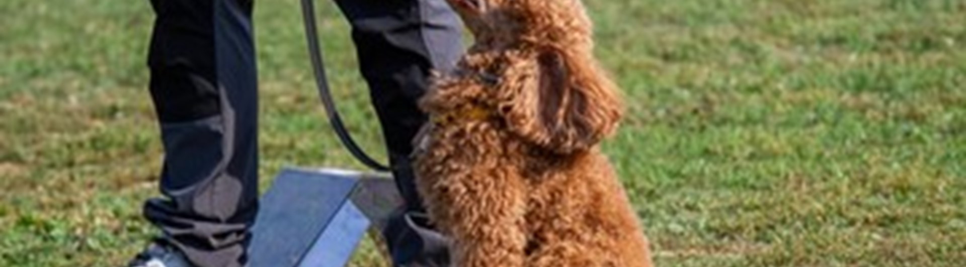 Rallylydnad med pudel