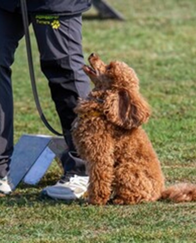 Rallylydnad med pudel