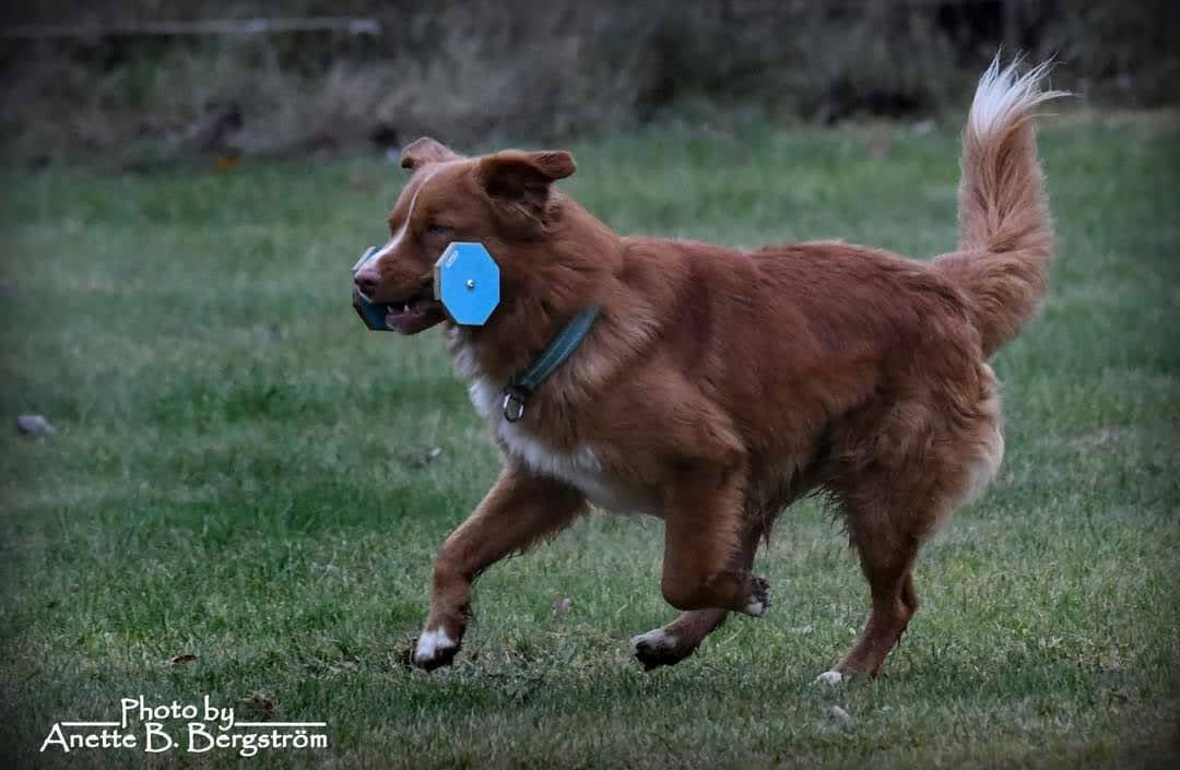 Apportering lydnadsklass