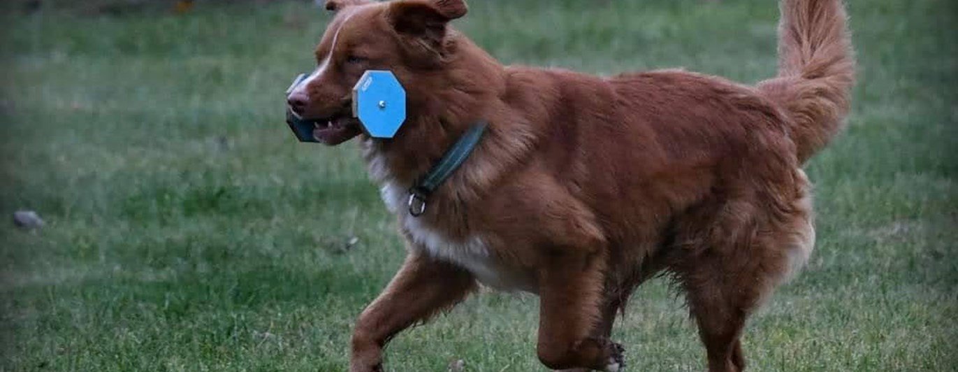 Apportering lydnadsklass