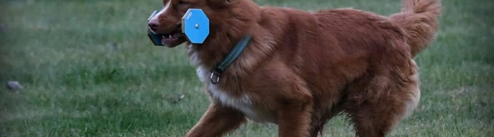 Apportering lydnadsklass