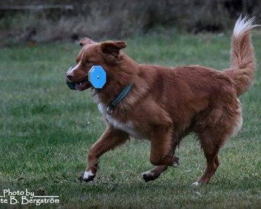 Apportering lydnadsklass