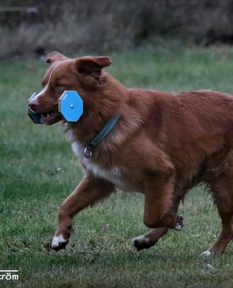 Apportering lydnadsklass