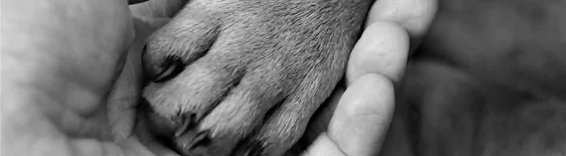 Bild som visar en hundtass i en människas hand.