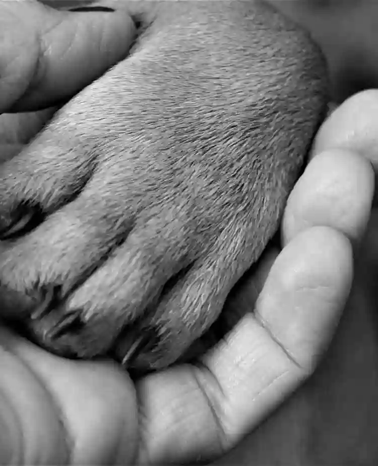 Bild som visar en hundtass i en människas hand.