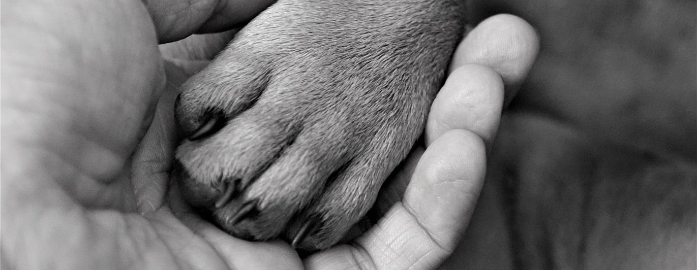 Bild som visar en hundtass i en människas hand.