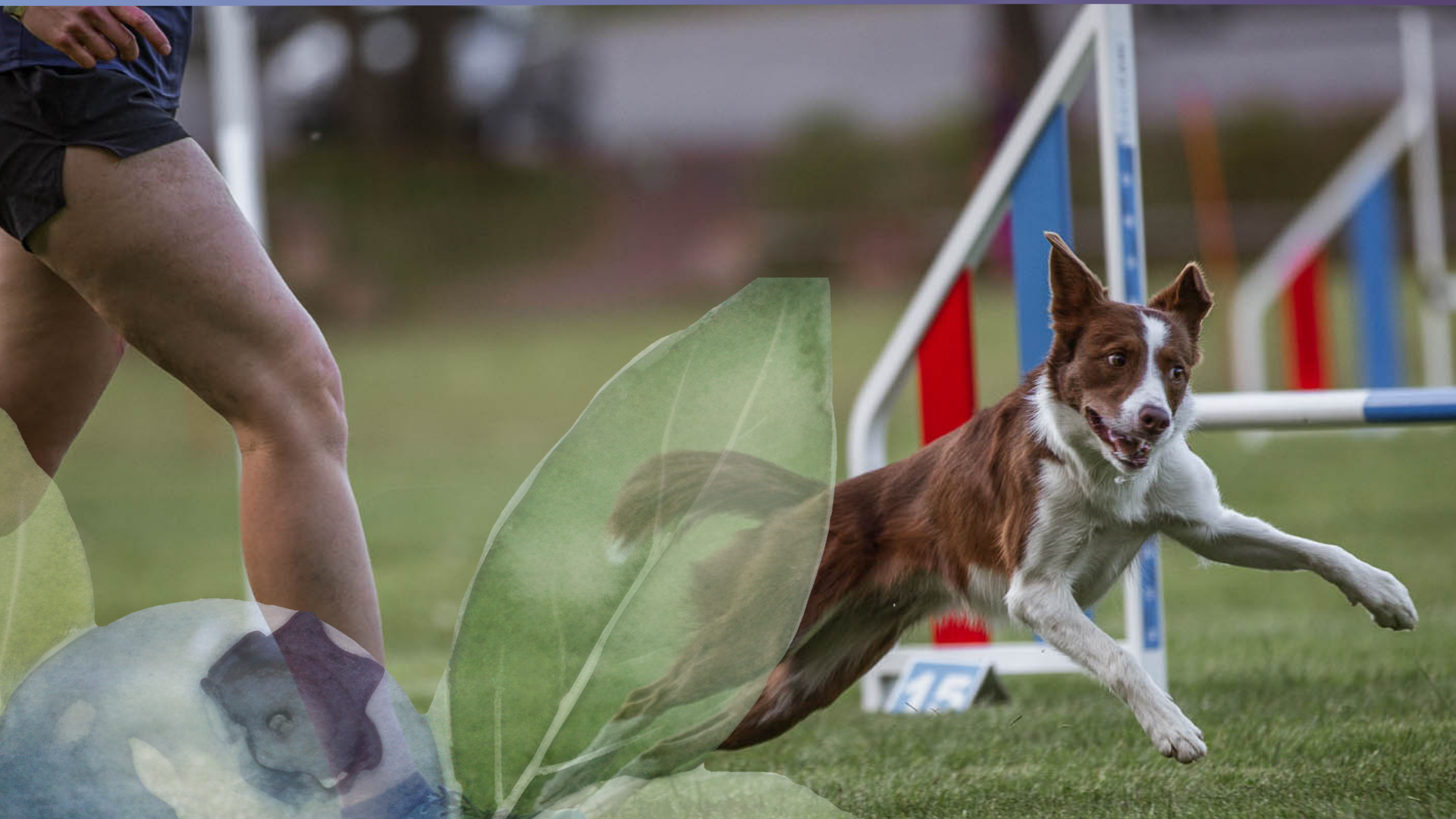 JBK Inbjudan Blåbärstävling