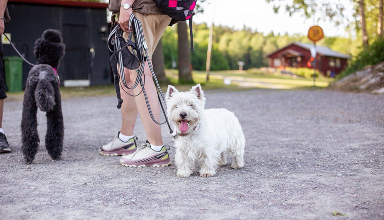 Hund på parkering