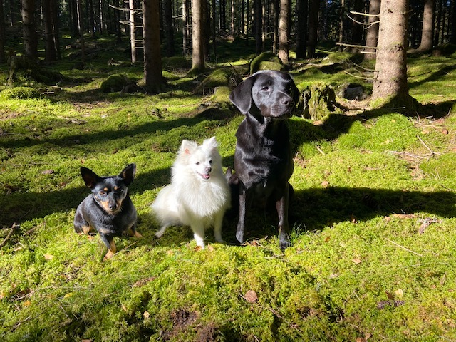 Tre hundar som sitter i skogen.