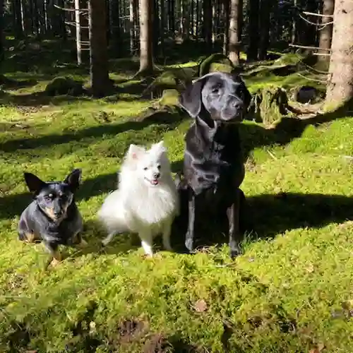 Tre hundar som sitter i skogen.