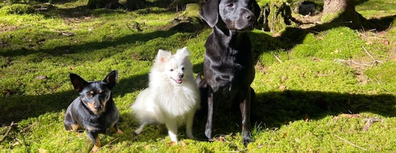 Tre hundar som sitter i skogen.