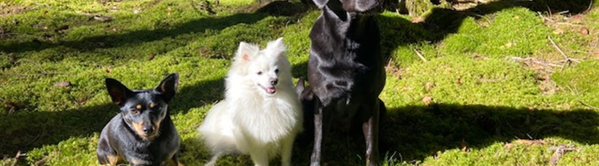 Tre hundar som sitter i skogen.