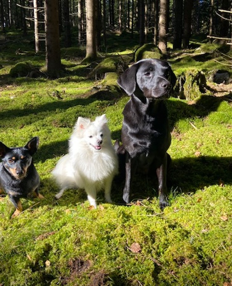 Tre hundar som sitter i skogen.